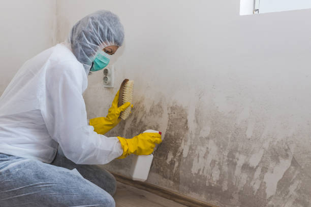 Best Attic Mold Removal  in Northlake, TX